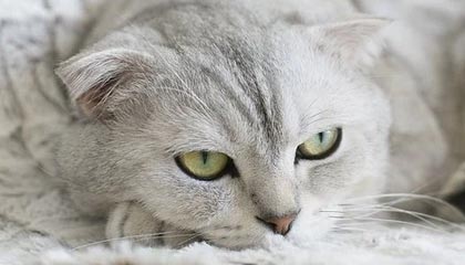 世界杯高清比赛视频-阿奇姆彭：今年总体比较成功 认为球队做得非常棒